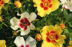 Rosier Cream Babylon Eyes�