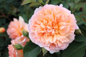 Rosier 'Dame Judi Dench�'