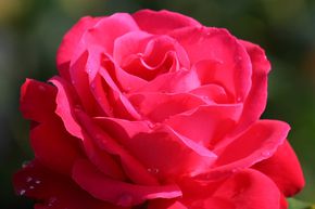 Rosier 'Dame de C&oelig;ur'