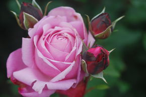 Rosier Dieter M�ller�