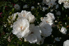 Rosier 'Dominique Loiseau�'