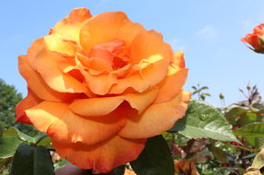 Rosier Doris Tysterman