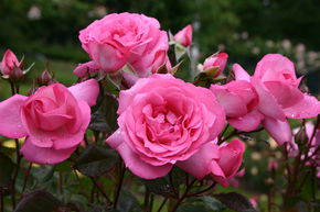 Rosier 'Eliza'