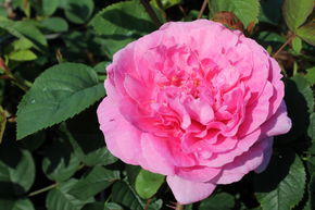 Rosier 'England's Rose'
