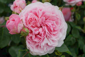 Rosier 'Eustacia Vye�'