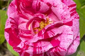 Rosier 'Ferdinand Pichard'