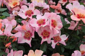 Rosier 'For your Eyes only�'
