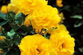 Rosier tige 'Friesia�'