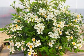 Rose Galaxy� 'Arcturus'
