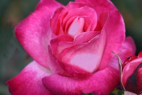 Rosier Gaujard�