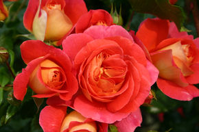 Rosier Grimm� des fr�res�