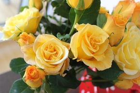 Rosier 'Gelber Duft'