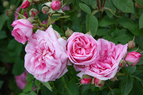 Rosier Gertrude Jekyll�