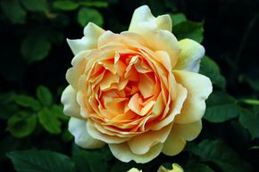Rosier � tige 'Golden Celebration'�