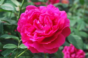 Rosier 'Harald Wohlfahrt�'