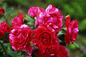 Rosier 'Henri Matisse�'