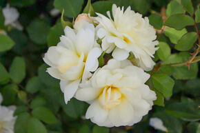 Rosier 'Imogen�'