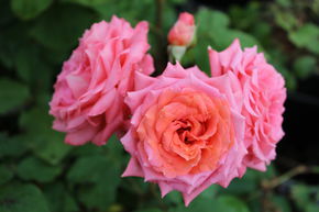 Rosier 'Institut Lumi�re�'