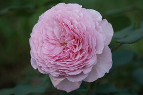 Rosier 'James Galway�'