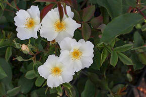 Rosier 'Kew Gardens�'