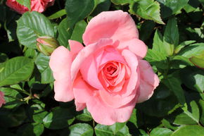 Rosier 'Kimono'