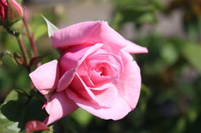 Rosier 'KissmeKate�'