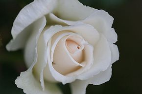 Rosier 'Kristall'