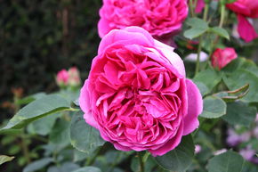 Rosier Lady of Megginch�
