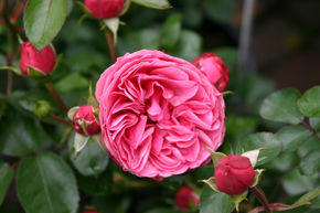 Rosier tige 'Leonardo da Vinci�'