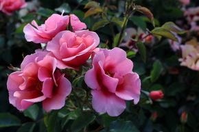 Rosier 'Maestro Babylon Eyes�'