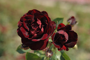 Rosier 'Malicorne�'