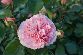 Rosier 'Mariatheresia�'