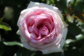Rosier 'Meine Rose�'