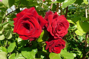 Rosier 'Messire Delbard�'