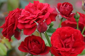 Rosier Nina Weibull