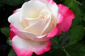 Rosier Nostalgie�