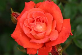 Rosier Orange Delight