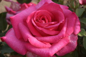 Rosier Parole�