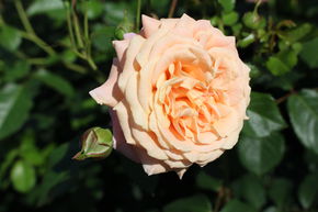Rosier 'Peach Melba�'
