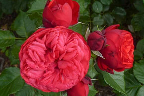 Rosier Piano�