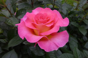Rosier 'Pink Paradise�'