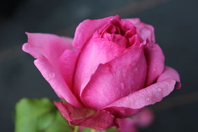 Rosier Pompadour�
