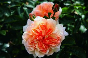 Rosier Port Sunlight�