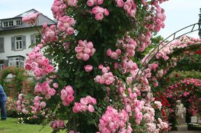 Rosier 'Raubritter'