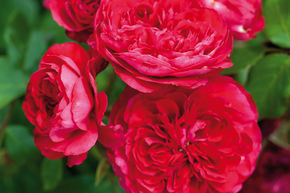 Rosier � Massif 'Red Leonardo da Vinci�'