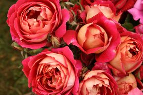 Rosier Reine Sammut�