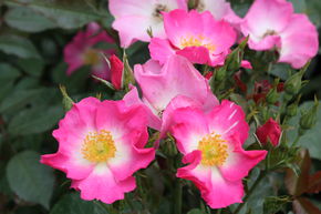 Rose Roseasy� Athos