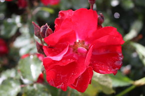 Rose Roseasy� Porthos