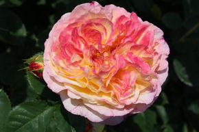 Rosier Rosomane Janon�