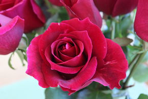 Rosier 'Roter Duft 97�'